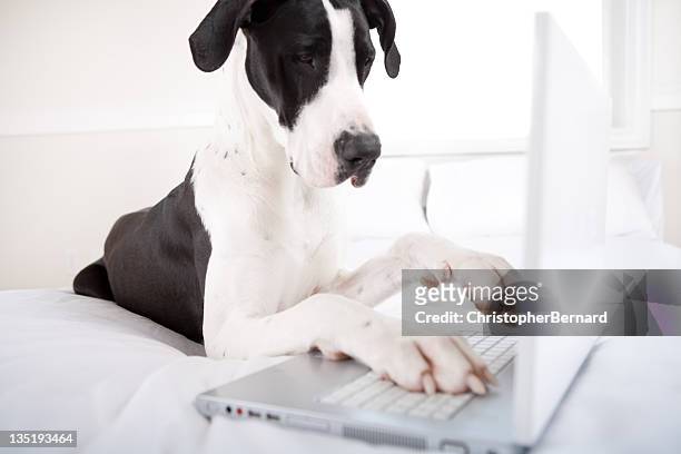 dog great dane using laptop in bed - interface dots stock pictures, royalty-free photos & images