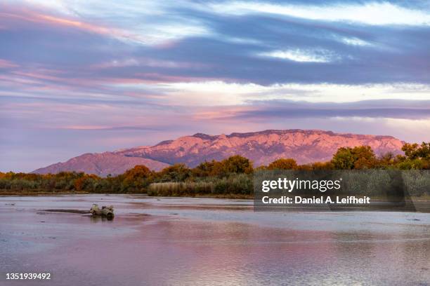 sunset along the rio grande in autumn - albuquerque new mexico - fotografias e filmes do acervo