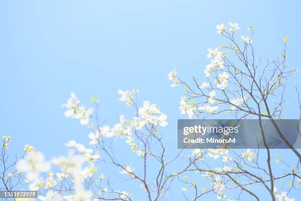 white flowers on the trees - bright future stock pictures, royalty-free photos & images