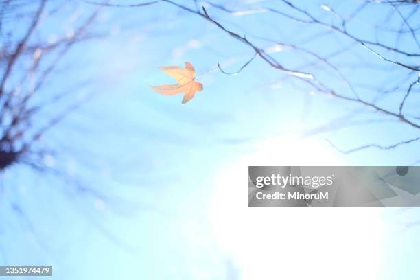 a leaf left on a tree - kale boom stockfoto's en -beelden