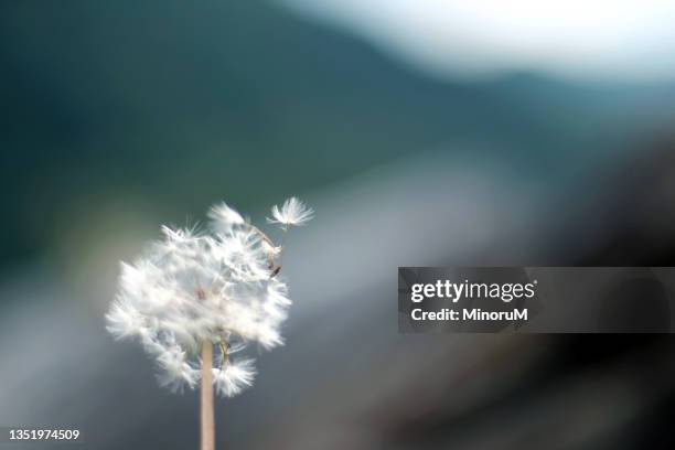 dandelion fluff - paardebloemzaad stockfoto's en -beelden