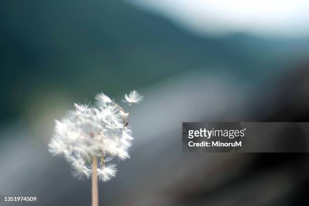 dandelion fluff - dandelion wind stock pictures, royalty-free photos & images