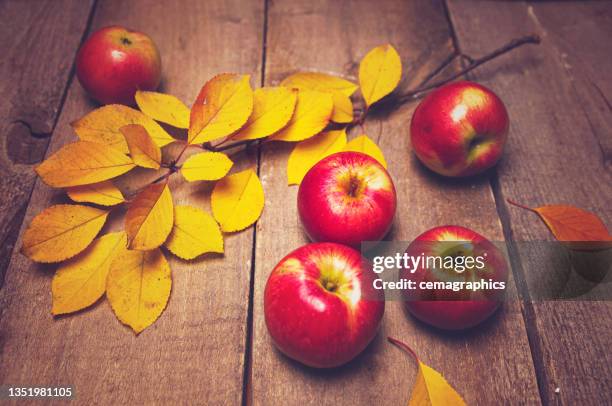 pommes biologiques fraîches sur planche de bois après la cueillette - regarder une pomme photos et images de collection