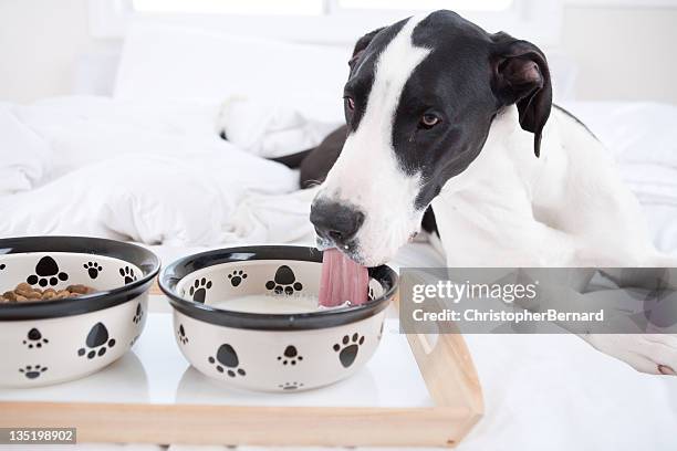 dog great dane eating in bed - great dane inside stock pictures, royalty-free photos & images