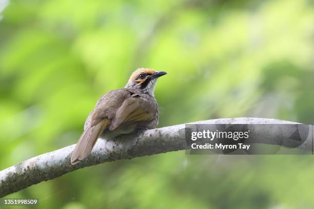 straw-headed bulbul - bulbuls stock pictures, royalty-free photos & images