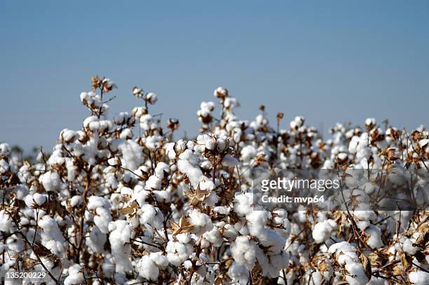 campo de algodão - planta do algodão imagens e fotografias de stock