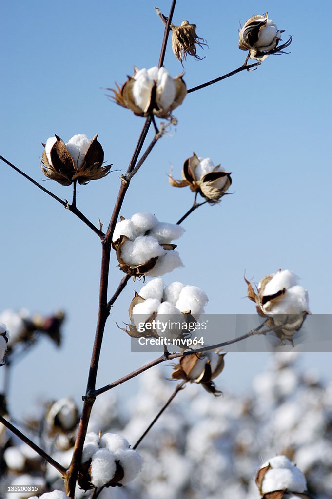 Cotton branch