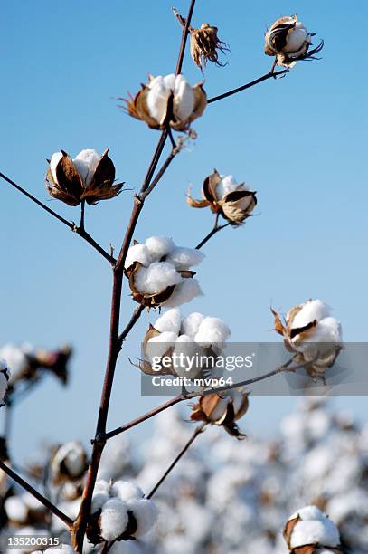 cotton branch - cottonfield stock pictures, royalty-free photos & images