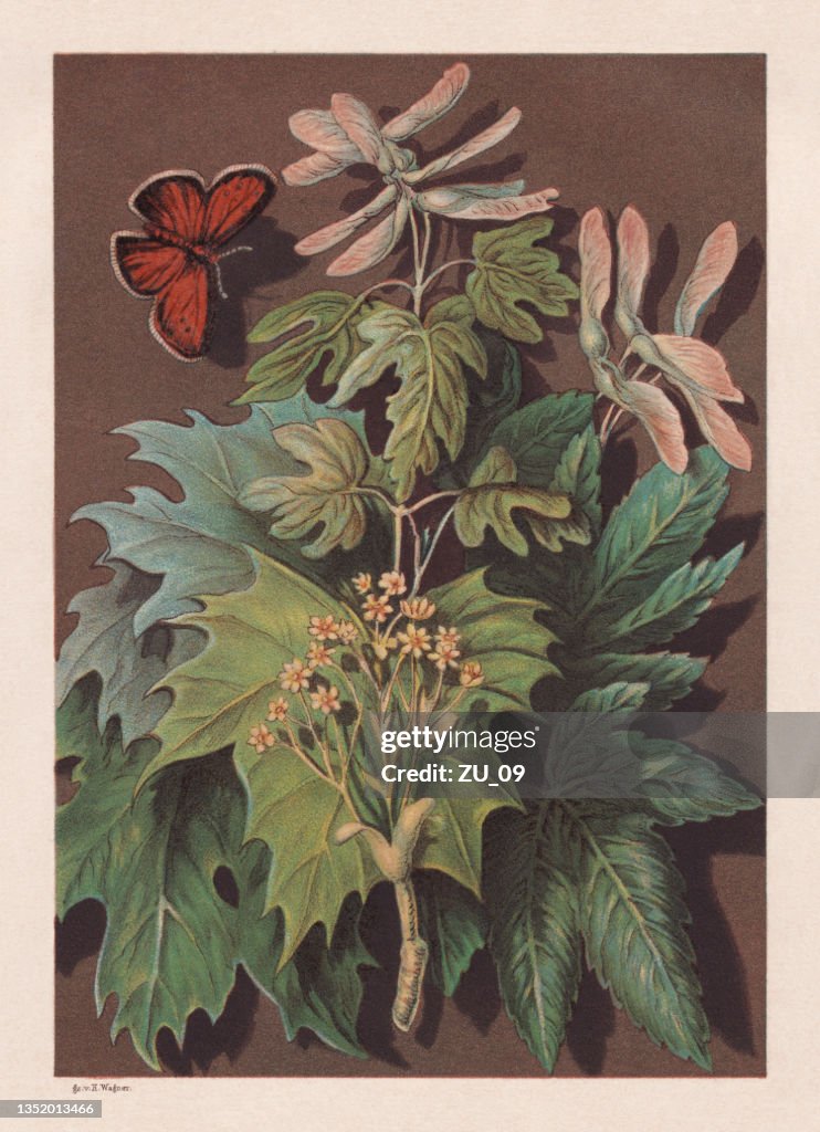 Maple, chromolithograph, published in 1878