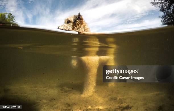 split water view of furry dog in a lake on a warm summer day. - soft coated wheaten terrier foto e immagini stock