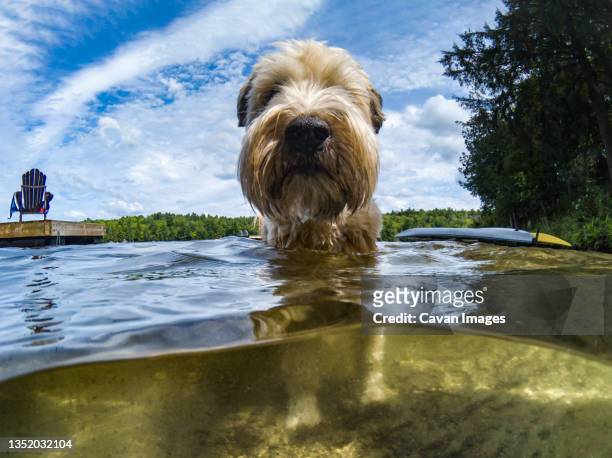 split water view of furry dog in a lake on a warm summer day. - soft coated wheaten terrier foto e immagini stock