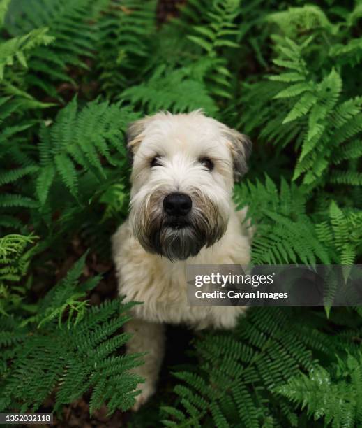 close up of wheaten terrier dog surrounded by green fern leaves. - entourer photos et images de collection