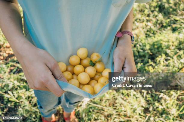 girl holding freshly picked mirabelle plum in her t-shirt - warm colours stock-fotos und bilder