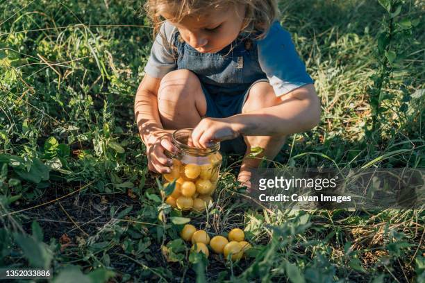 small boy collect mirabelle plum in glass - warm colours stock-fotos und bilder