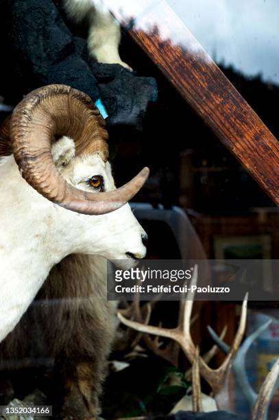 bighorn sheep taxidermy in a store window - ram stockfoto's en -beelden