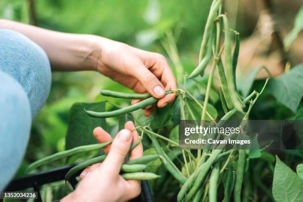 young woman picking green beans from the vegetable garden - feijão catarino imagens e fotografias de stock