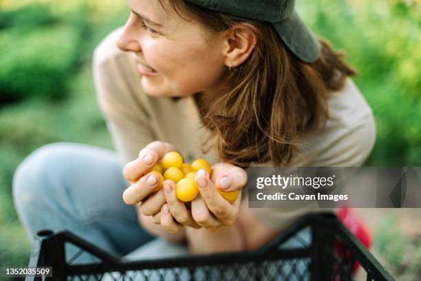 woman picking mini yellow plums - nur erwachsene stock-fotos und bilder