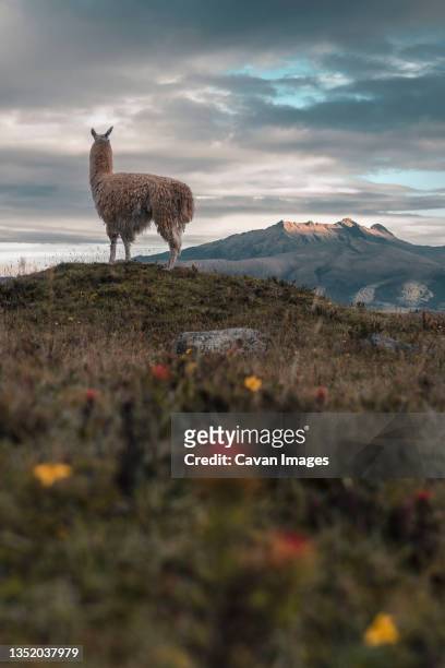 a lonely llama in the ecuadorian andes starting a new day - ecuador stock-fotos und bilder