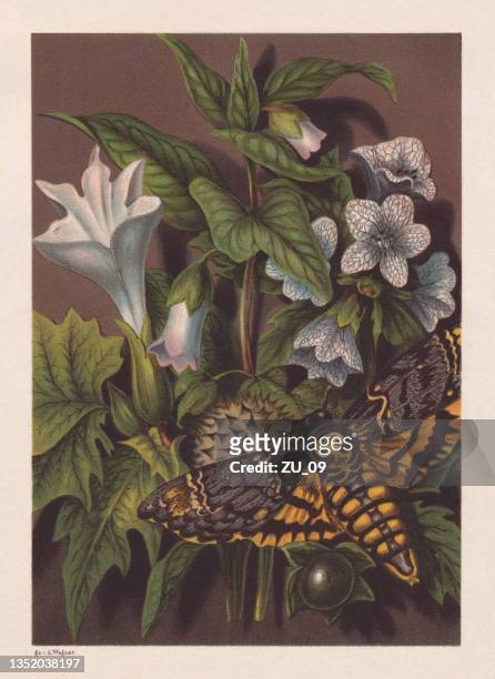 stockillustraties, clipart, cartoons en iconen met poisonous plants and african death's-head hawkmoth, chromolithograph, published 1878 - lithograph