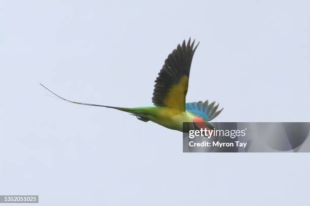 long-tailed parakeet in flight - tropical bird stock pictures, royalty-free photos & images