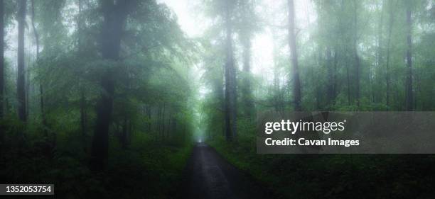 Hildesheim Forest Photos and Premium High Res Pictures Getty Images