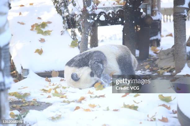 Giant panda plays in the snow at Jinan Zoo on November 8, 2021 in Jinan, Shandong Province of China.