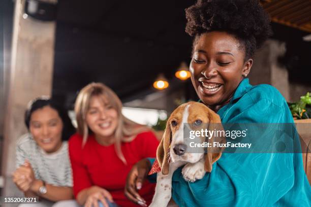 charmante frau schwarze ethnizität, die ihren beagle-welpen hält, während ihres geselllichen treffens mit freundinnen - dog knotted in woman stock-fotos und bilder