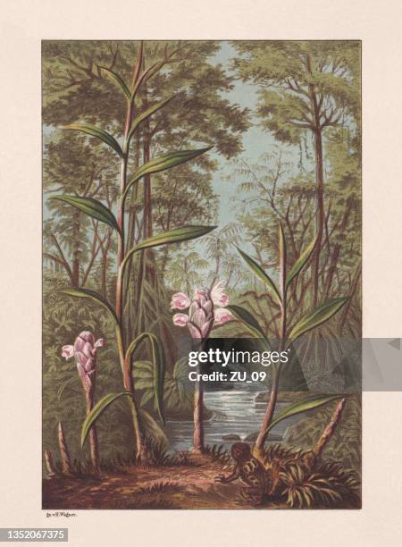 ginger (zingiber officinale), chromolithograph, published in 1878 - chromolithograph stock illustrations