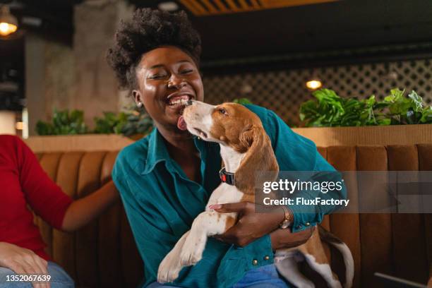 cute beagle puppy licking, her female owner of black ethnicity - dog knots stock pictures, royalty-free photos & images