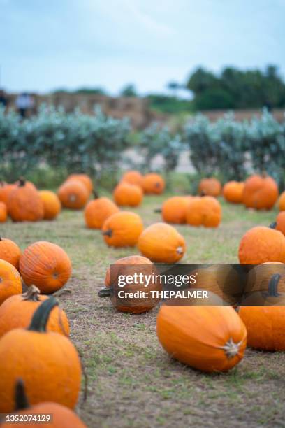 pumpkin patch during thanksgiving season - pumpkin patch stock pictures, royalty-free photos & images
