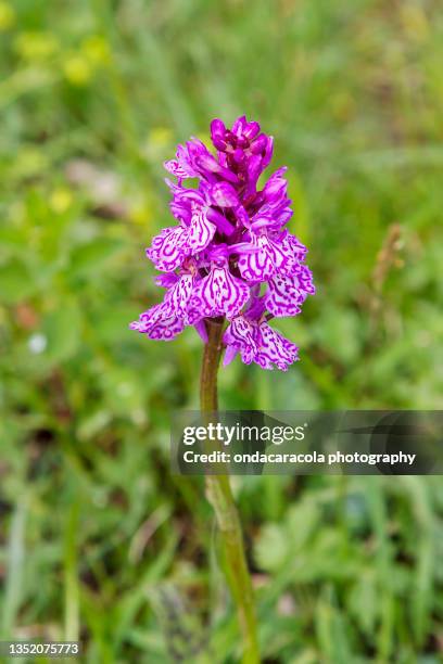 wild orchid - endemic stock pictures, royalty-free photos & images