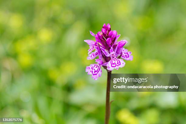 wild orchid - valle de arán fotografías e imágenes de stock