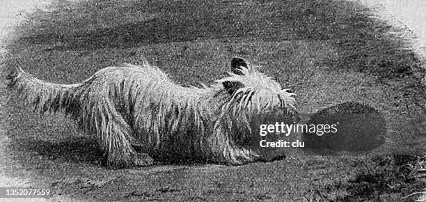 dog barks at a hedgehog - bark pattern stock illustrations