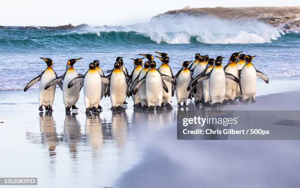 rear view of penguins standing on shore at beach,falkland islands - penguin stock pictures, royalty-free photos & images