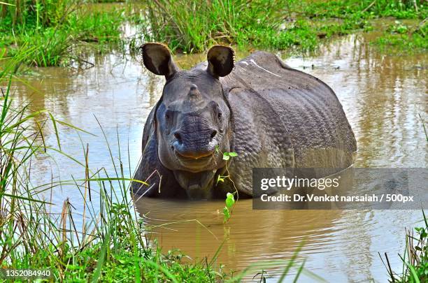 high angle view of elephant swimming in lake,assam,india - great indian rhinoceros stockfoto's en -beelden