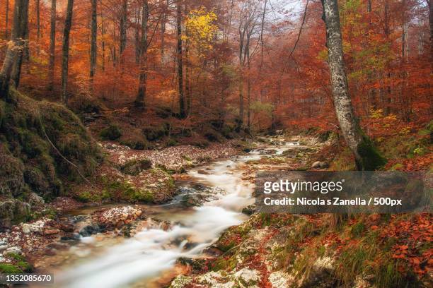 scenic view of stream in forest during autumn - nickola beck stock pictures, royalty-free photos & images