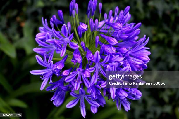 close-up of purple flowering plant,caminho do monte,portugal - african lily stock-fotos und bilder