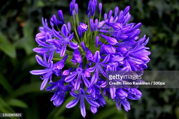 close-up of purple flowering plant,caminho do monte,portugal - agapanthus stock pictures, royalty-free photos & images