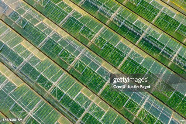 drone view onto a row of greenhouses - sustainable farm stock pictures, royalty-free photos & images