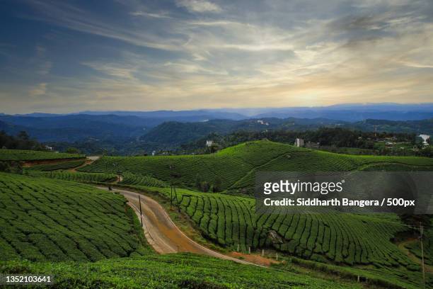scenic view of agricultural field against sky during sunset,munnar,kerala,india - better view sunset stock pictures, royalty-free photos & images