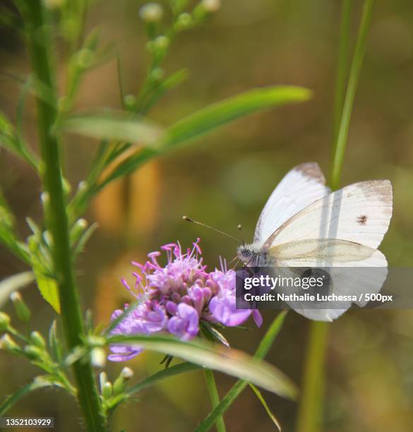 close-up of butterfly pollinating on purple flower,moghegno,switzerland - schwingen schweiz stock-fotos und bilder