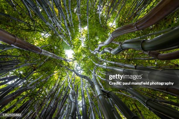 low angle view of bamboo - paul mansfield photography stock-fotos und bilder