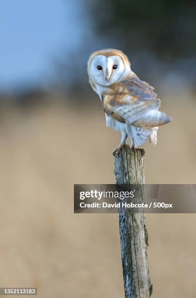 close-up of barn owl perching on wooden post,west yorkshire,united kingdom,uk - barn owl fotografías e imágenes de stock