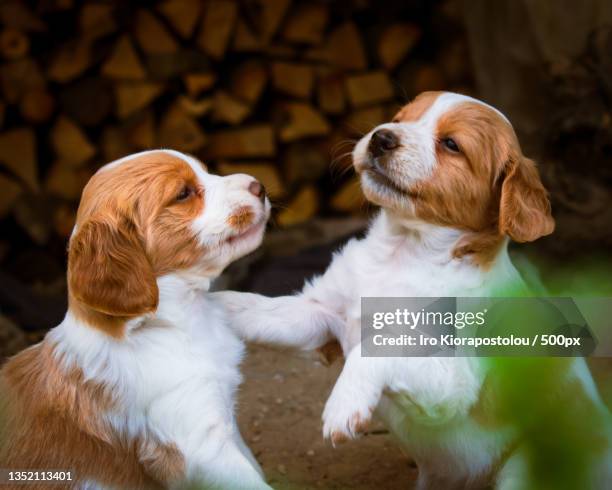 two dogs playing,greece - ブリタニースパニエル ストックフォトと画像