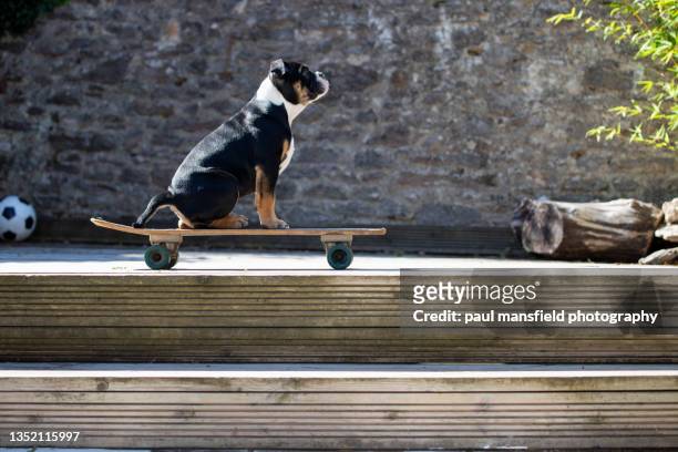 dog sitting on skateboard - zen dog stock pictures, royalty-free photos & images
