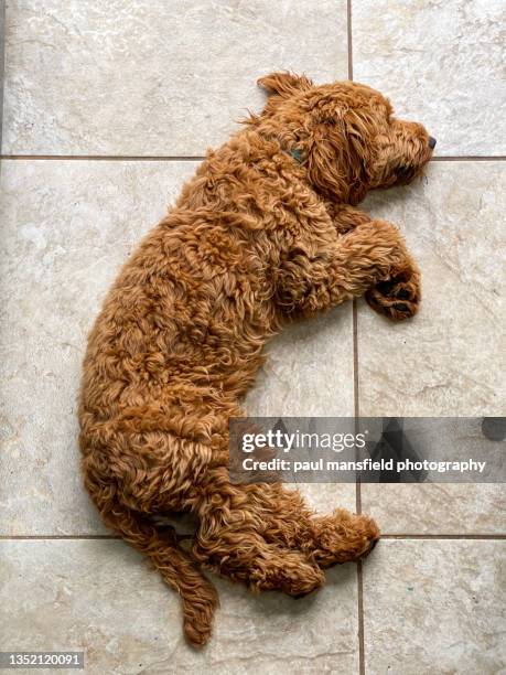 cockapoo  lying down - dog lying down stock pictures, royalty-free photos & images