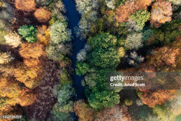 autumn colours in woodland next to a river - forest above stock pictures, royalty-free photos & images