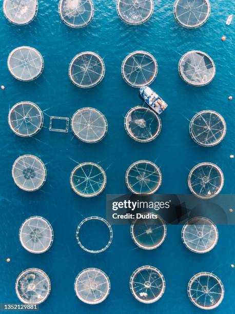 drone view fish farms in the sea - sustainable fishing stock pictures, royalty-free photos & images