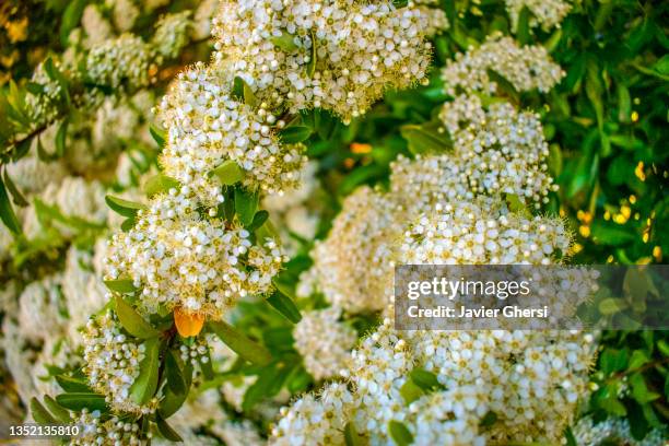 flores silvestres blancas. los antiguos, santa cruz, patagonia, argentina. - flores blancas stock pictures, royalty-free photos & images