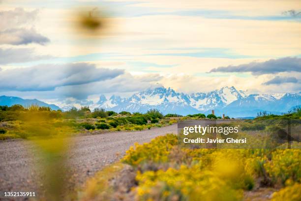 flores silvestres amarillas, camino de piedras y montañas nevadas. los antiguos, santa cruz, patagonia, argentina. - montañas nevadas stock pictures, royalty-free photos & images